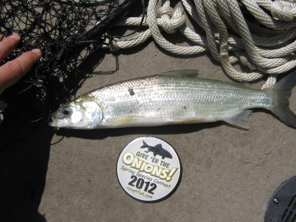 Cisco, Northern (Tullibee)